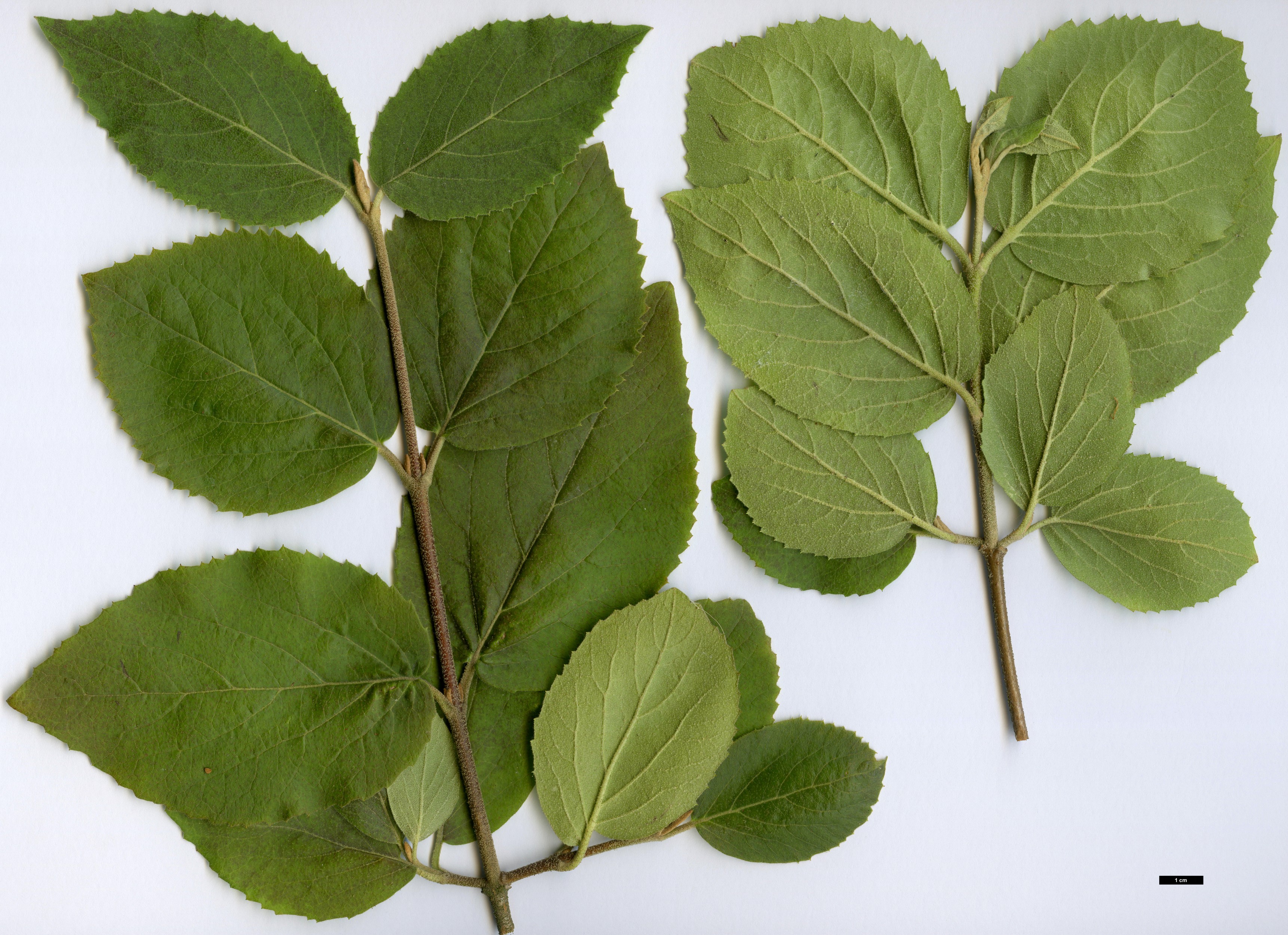 High resolution image: Family: Adoxaceae - Genus: Viburnum - Taxon: ×carlcephalum (V.carlesii × V.macrocephalum)